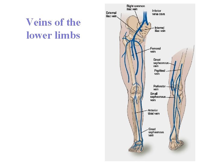 Veins of the lower limbs 