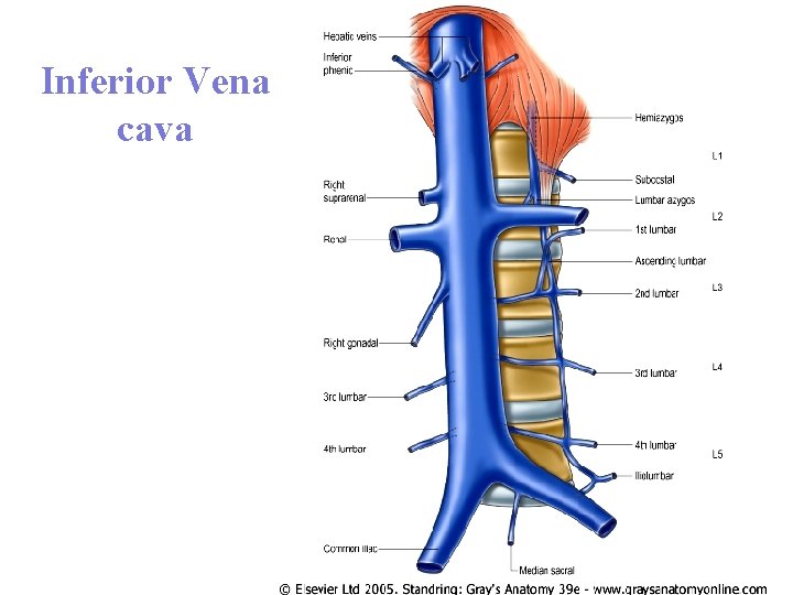 Inferior Vena cava 