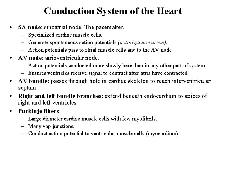 Conduction System of the Heart • SA node: sinoatrial node. The pacemaker. – Specialized