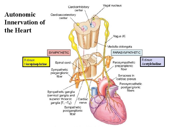 Autonomic Innervation of the Heart Release Norepinephrine Release Acetylcholine 