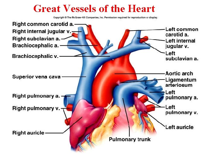 Great Vessels of the Heart 