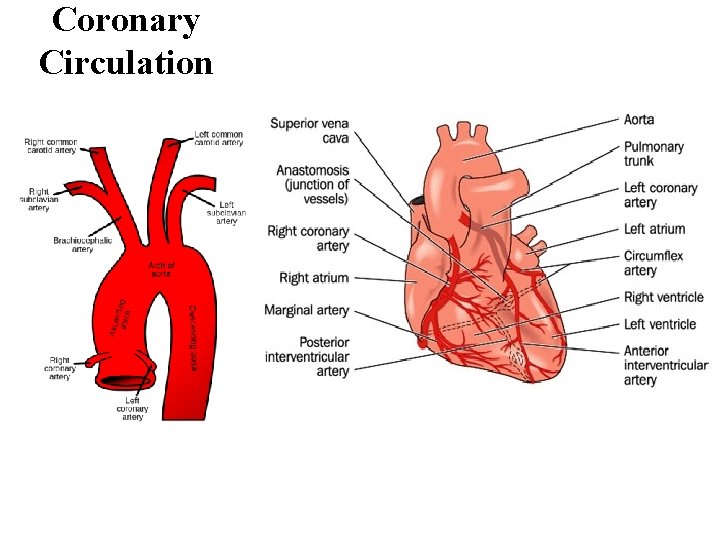 Coronary Circulation 