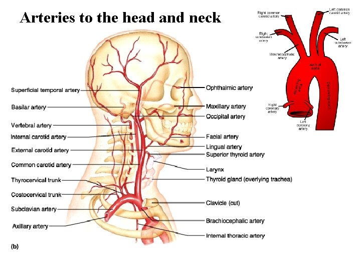 Arteries to the head and neck 