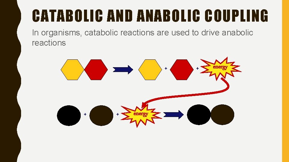 CATABOLIC AND ANABOLIC COUPLING In organisms, catabolic reactions are used to drive anabolic reactions