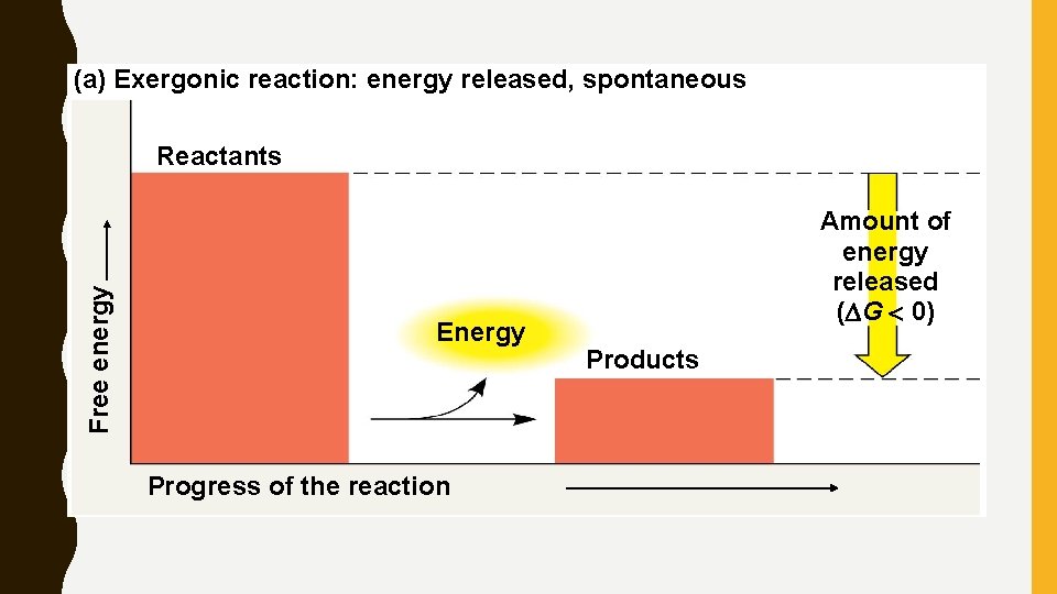 (a) Exergonic reaction: energy released, spontaneous Free energy Reactants Energy Progress of the reaction