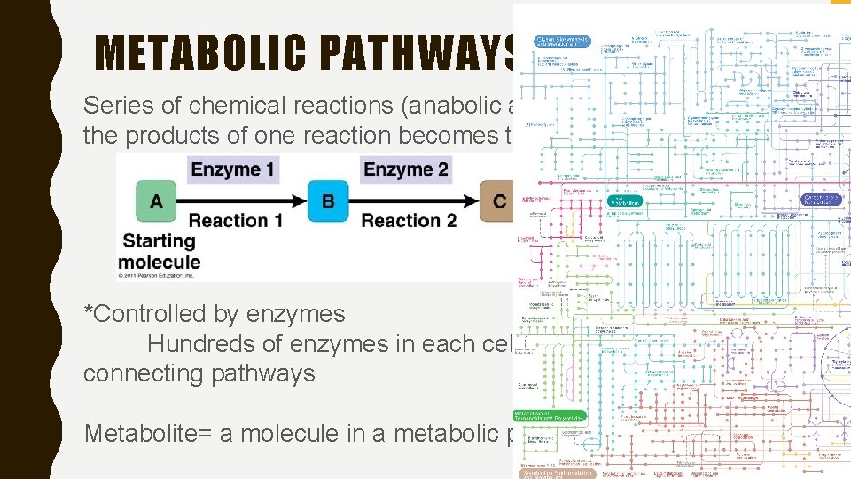METABOLIC PATHWAYS Series of chemical reactions (anabolic and catabolic) in which the products of
