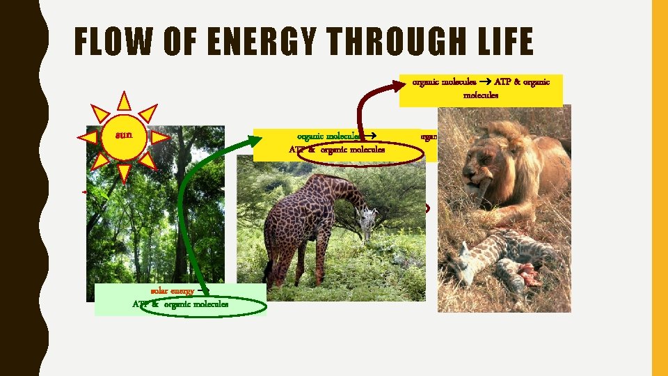 FLOW OF ENERGY THROUGH LIFE organic molecules ATP & organic molecules sun solar energy