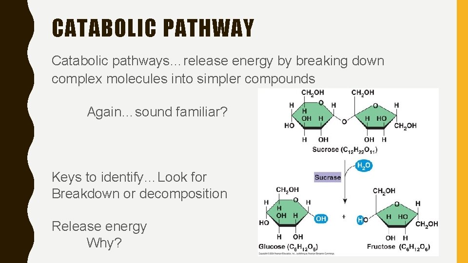 CATABOLIC PATHWAY Catabolic pathways…release energy by breaking down complex molecules into simpler compounds Again…sound
