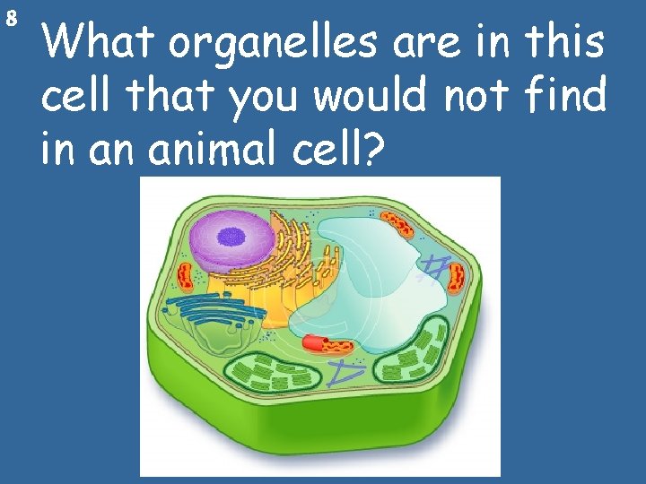 8 What organelles are in this cell that you would not find in an
