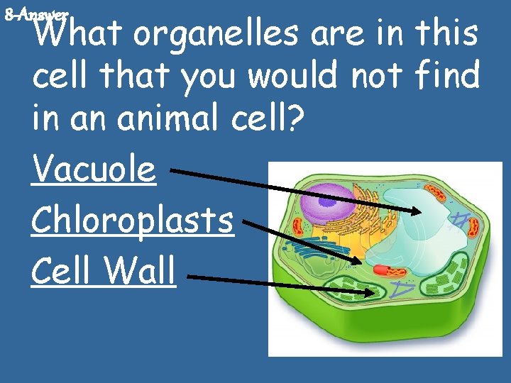 8 -Answer What organelles are in this cell that you would not find in