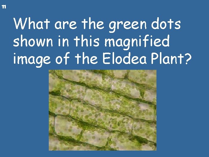 11 What are the green dots shown in this magnified image of the Elodea
