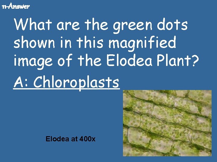 11 -Answer What are the green dots shown in this magnified image of the