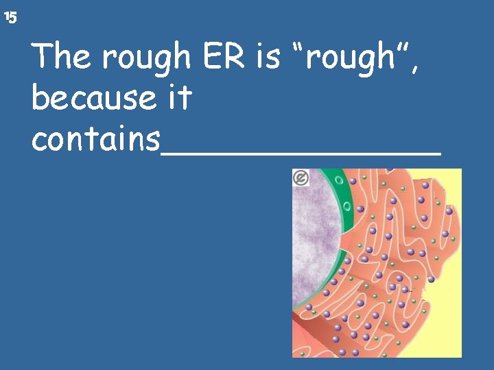 15 The rough ER is “rough”, because it contains_______ 