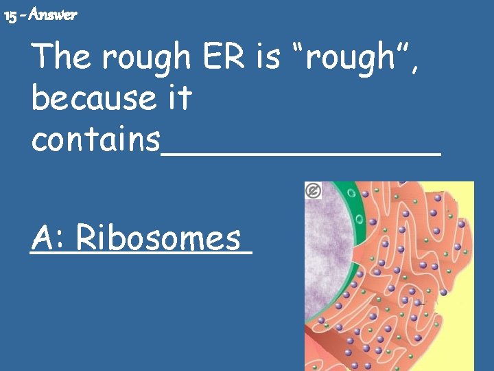 15 - Answer The rough ER is “rough”, because it contains_______ A: Ribosomes 