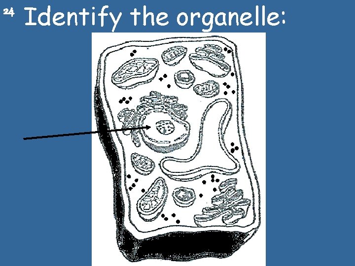 24 Identify the organelle: 