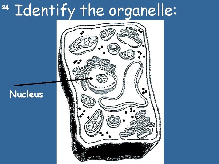 24 Identify the organelle: Nucleus 