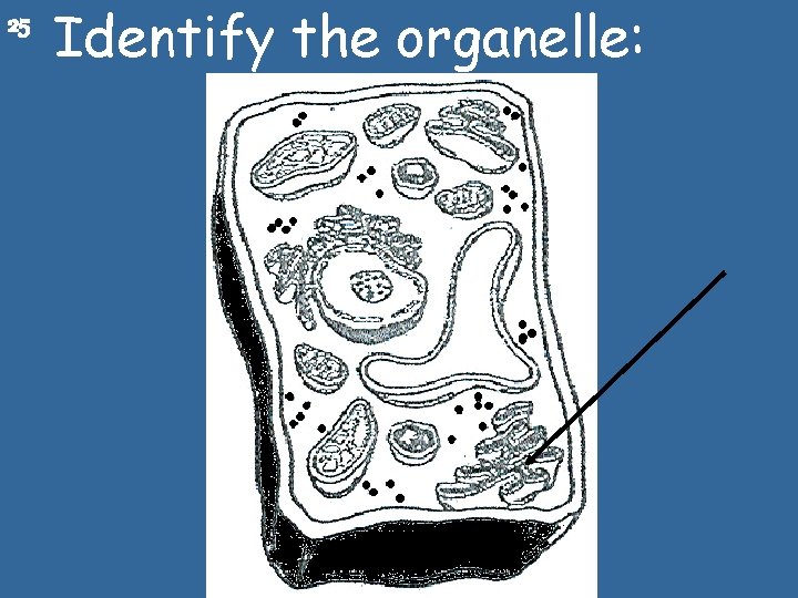 25 Identify the organelle: 