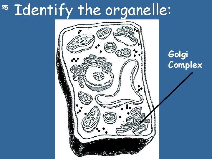 25 Identify the organelle: Golgi Complex 