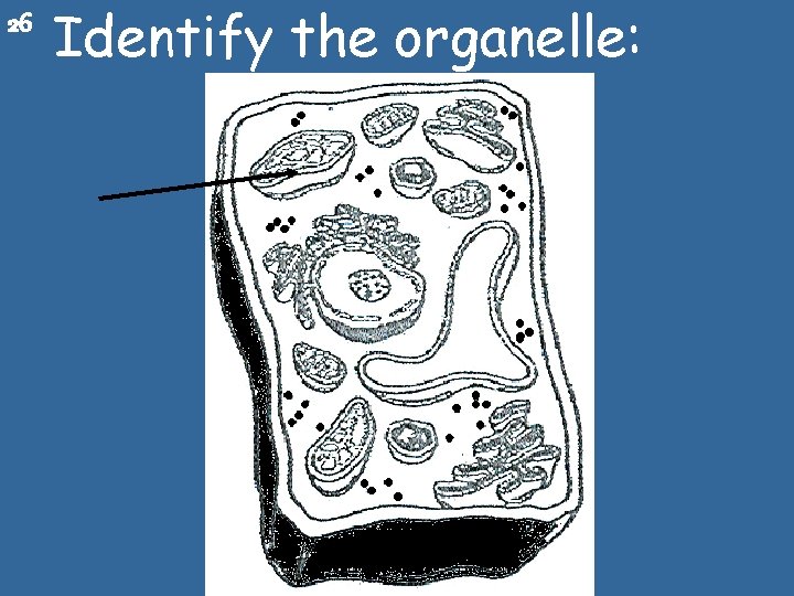 26 Identify the organelle: 