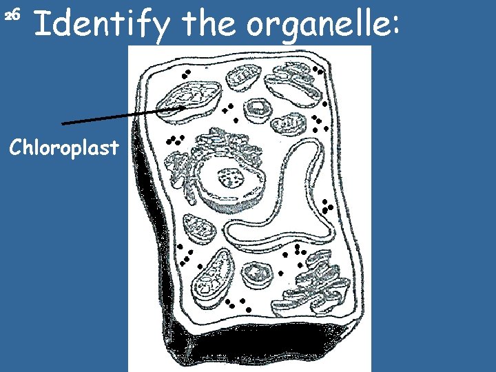 26 Identify the organelle: Chloroplast 