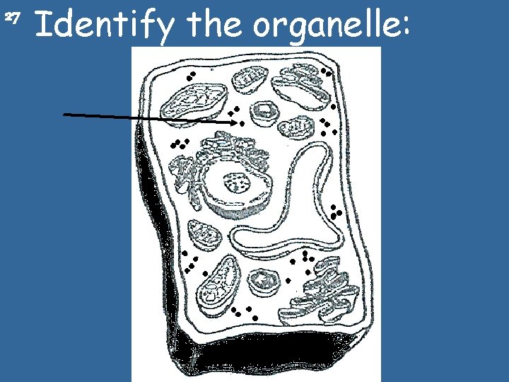 27 Identify the organelle: 
