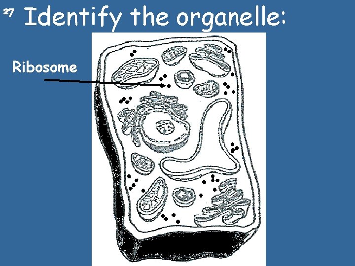 27 Identify the organelle: Ribosome 