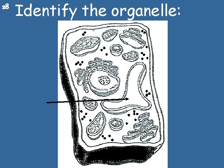 28 Identify the organelle: 