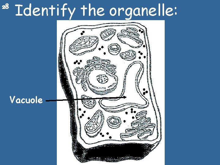 28 Identify the organelle: Vacuole 