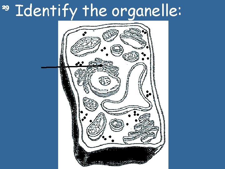 29 Identify the organelle: 