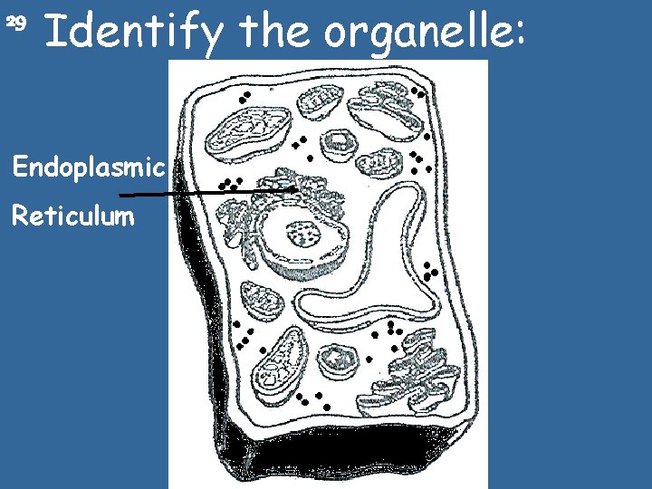 29 Identify the organelle: Endoplasmic Reticulum 