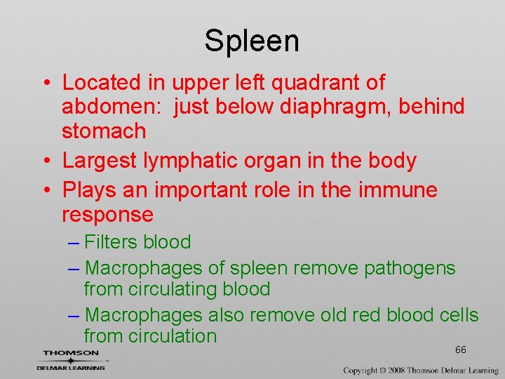 Spleen • Located in upper left quadrant of abdomen: just below diaphragm, behind stomach