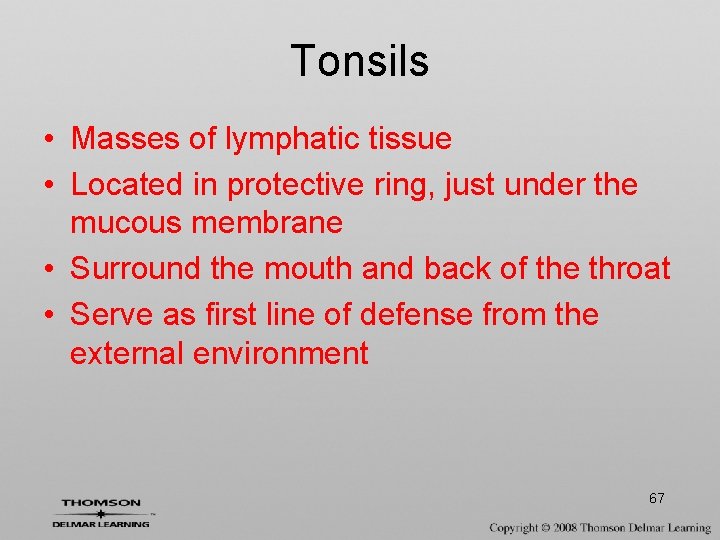 Tonsils • Masses of lymphatic tissue • Located in protective ring, just under the
