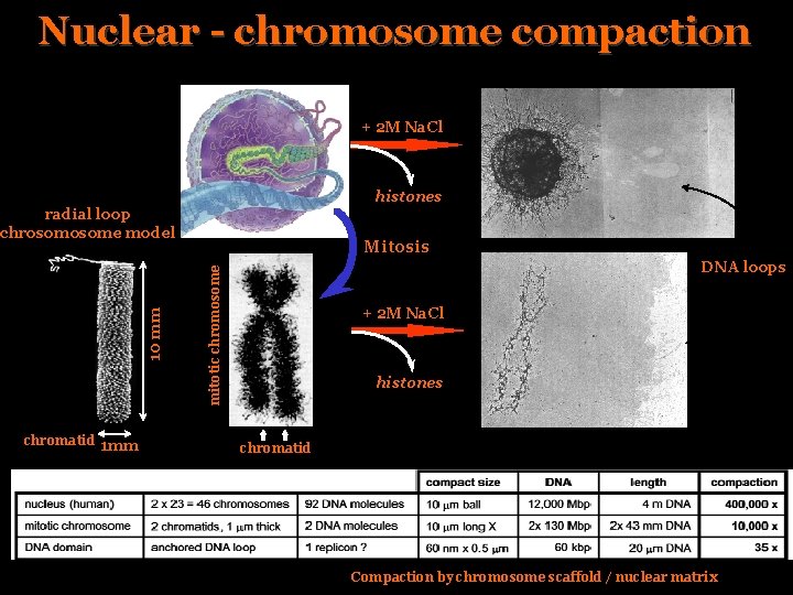 Nuclear - chromosome compaction + 2 M Na. Cl histones chromatid 1 mm Mitosis