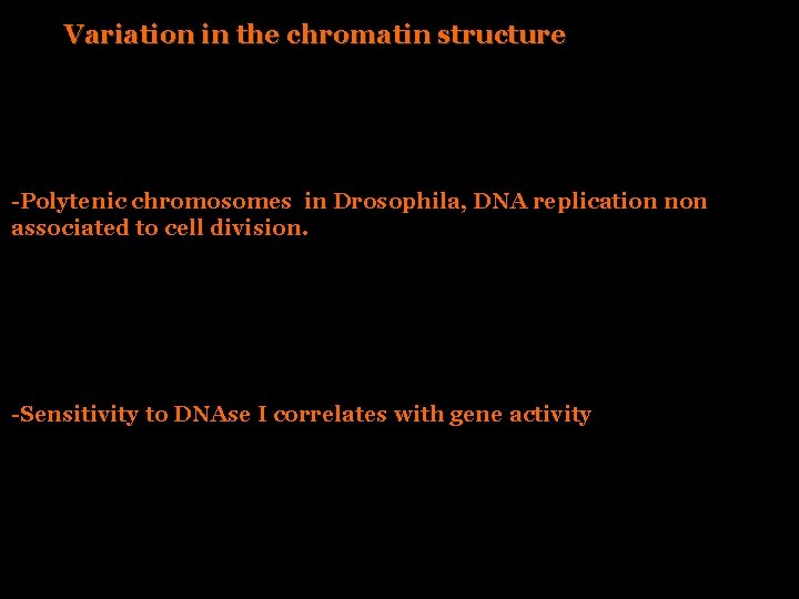 Variation in the chromatin structure -Polytenic chromosomes in Drosophila, DNA replication non associated to