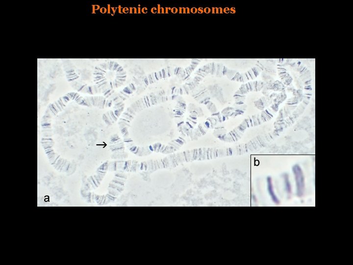 Polytenic chromosomes 