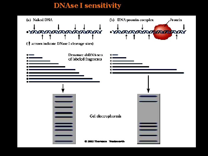 DNAse I sensitivity 