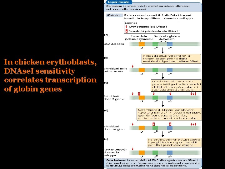 In chicken erythoblasts, DNAse. I sensitivity correlates transcription of globin genes 