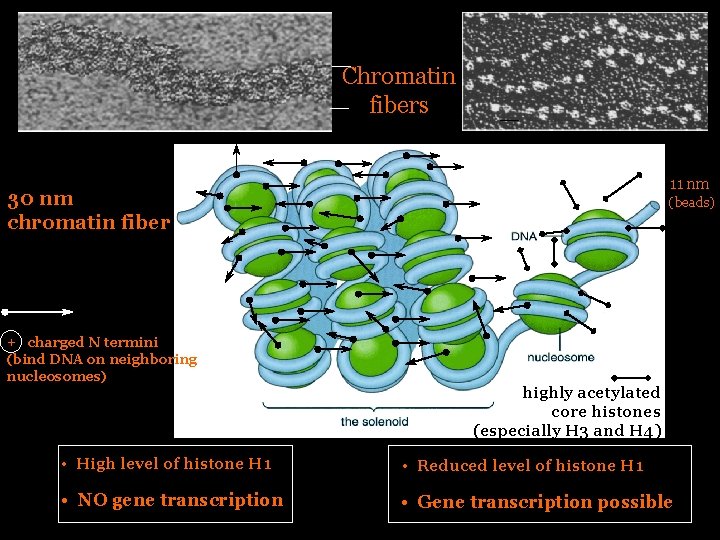 Chromatin fibers 11 nm 30 nm chromatin fiber + charged N termini (bind DNA