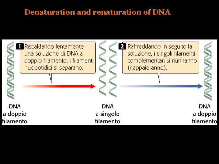 Denaturation and renaturation of DNA 