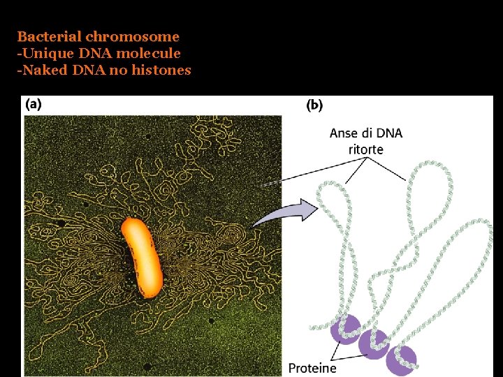 Bacterial chromosome -Unique DNA molecule -Naked DNA no histones 