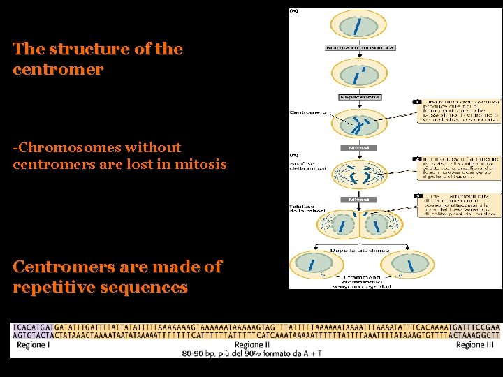 The structure of the centromer -Chromosomes without centromers are lost in mitosis Centromers are