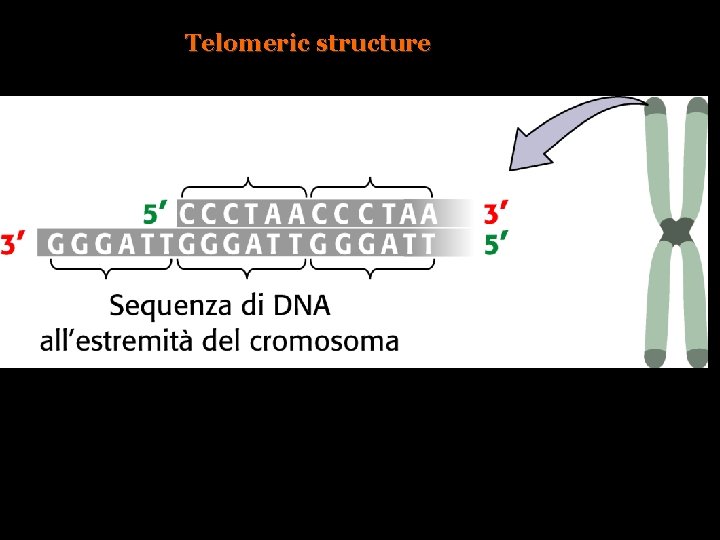 Telomeric structure 