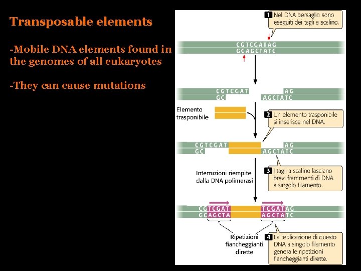 Transposable elements -Mobile DNA elements found in the genomes of all eukaryotes -They can