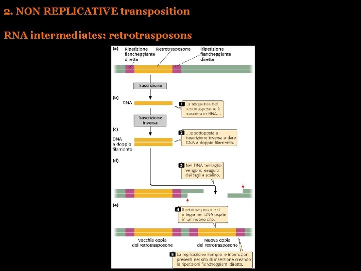 2. NON REPLICATIVE transposition RNA intermediates: retrotrasposons 