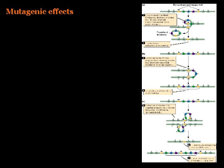 Mutagenic effects 