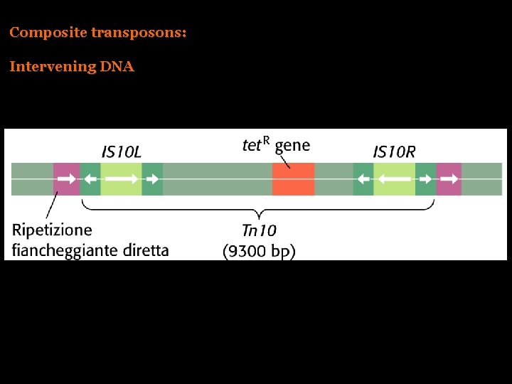 Composite transposons: Intervening DNA 