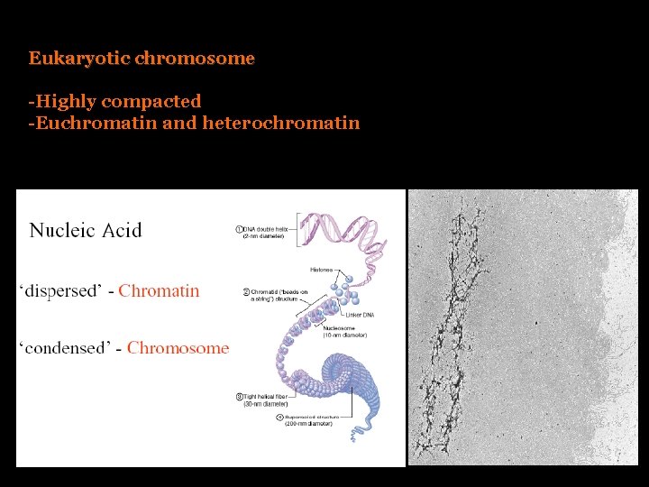 Eukaryotic chromosome -Highly compacted -Euchromatin and heterochromatin 