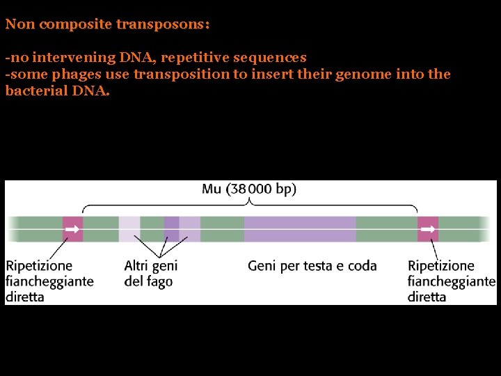 Non composite transposons: -no intervening DNA, repetitive sequences -some phages use transposition to insert