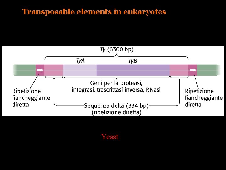 Transposable elements in eukaryotes Yeast 