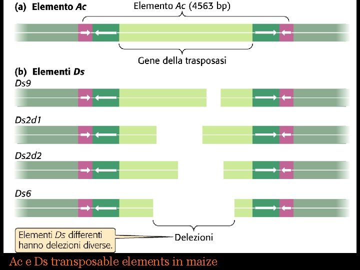 Ac e Ds transposable elements in maize 